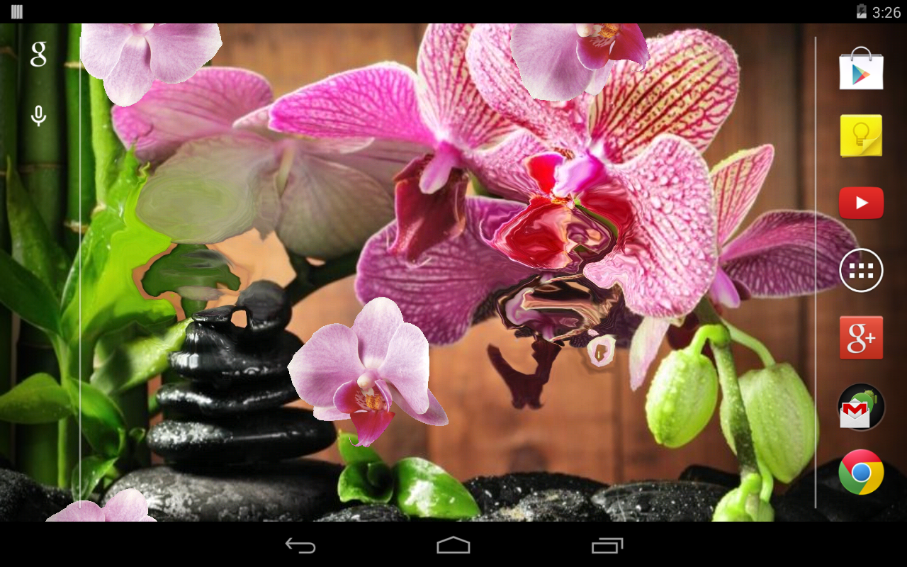 Orchids In Water Wallpaper