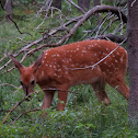 Rocky Mountain Mule Deer (juvenile)