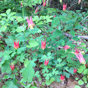 Eastern Red Columbine