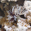 Feather-Duster Worm