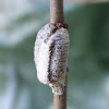 Praying mantis egg pod