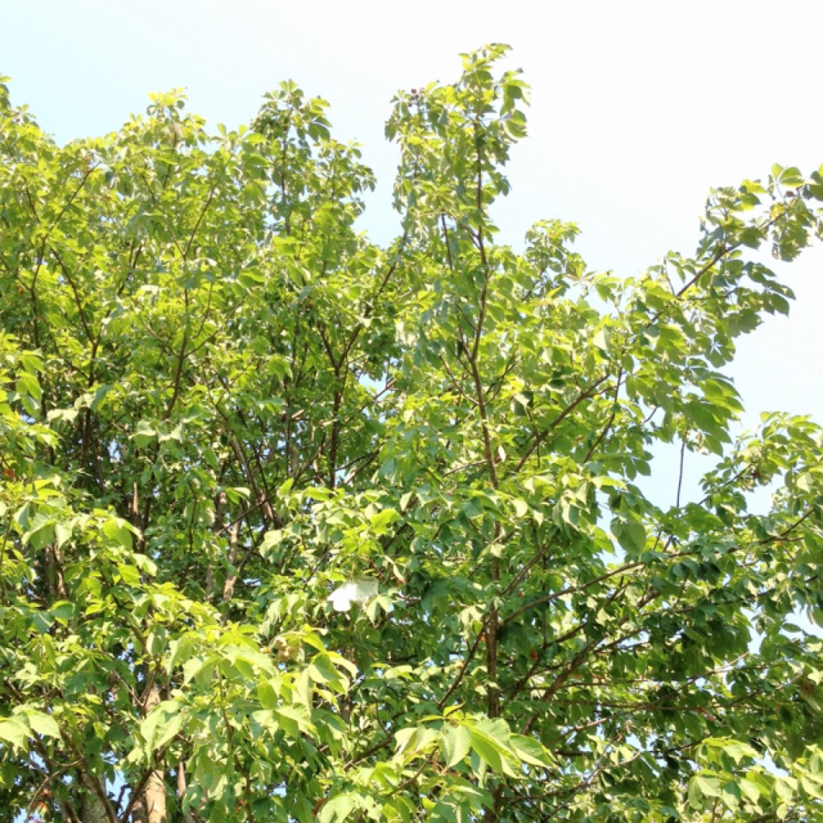 Ohio Buckeye Tree