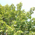 Ohio Buckeye Tree