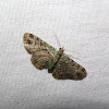 Green Pug Moth