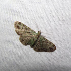 Green Pug Moth