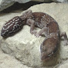 African Fat-Tailed Gecko