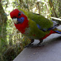 Crimson rosella juvenile