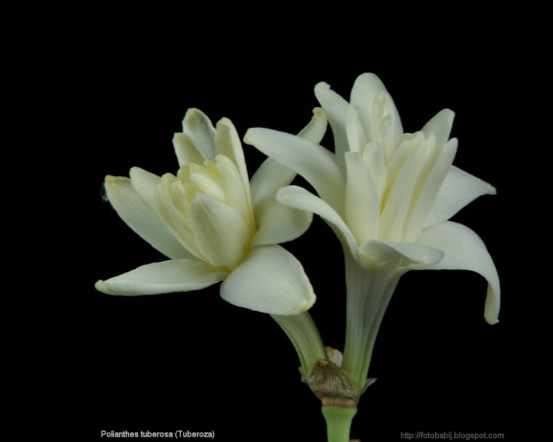 Polianthes tuberosa flowers - Tuberoza kwiaty