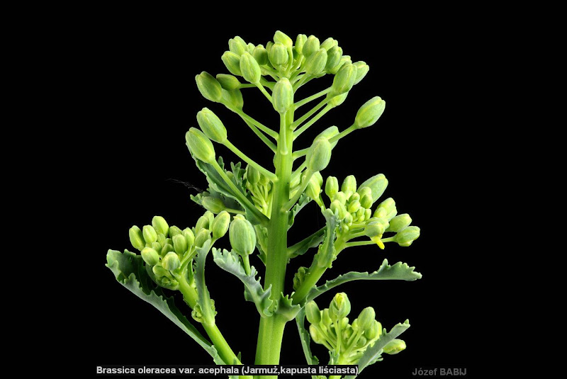 Brassica oleracea var. sabellica flower buds - Jarmuż pąki kwiatowe