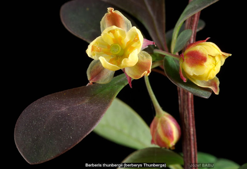 Berberis thunbergii flower - Berberys Thunberga kwiat