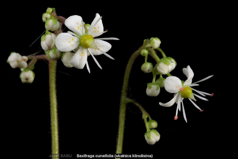 Saxifraga cuneifolia flowers  - Skalnica klinolistna kwiaty i pąki kwiatowe 