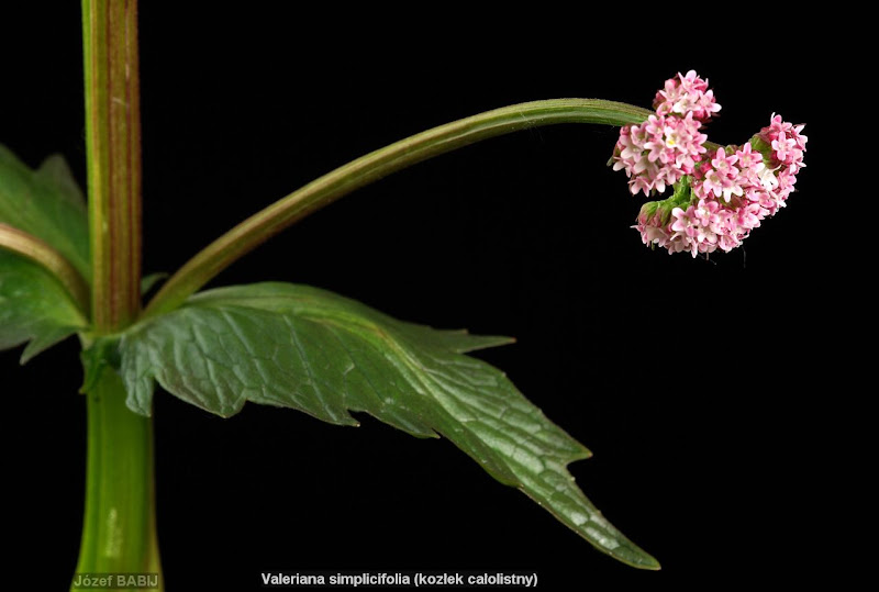 Valeriana simplicifolia inflorescence- Kozłek całolistny kwiatostan 