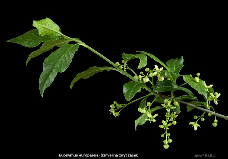 Euonymus europaeus inflorescence  - Trzmielina zwyczajna kwiatostan 
