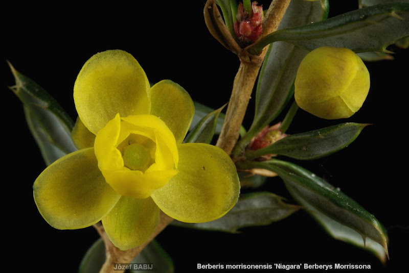 Berberis verruculosa flower - Berberys gruczołowaty kwiat 