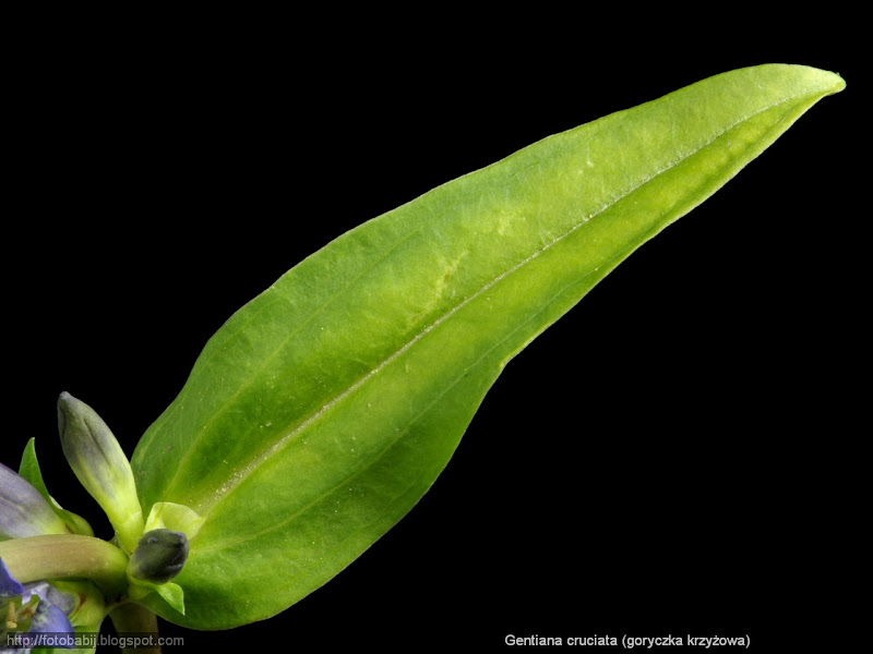 Gentiana cruciata leaf - Goryczka krzyżowa liść