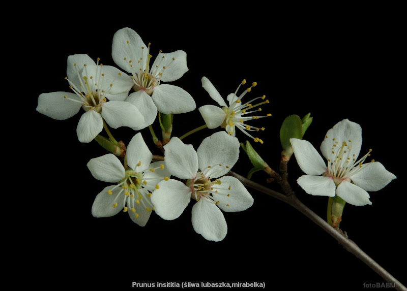 Prunus domestica var. insititia flowers - Śliwa lubaszka kwiaty, kwiatostan 