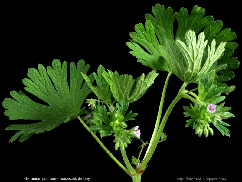 Geranium pusillum leafs - Bodziszek drobny liście