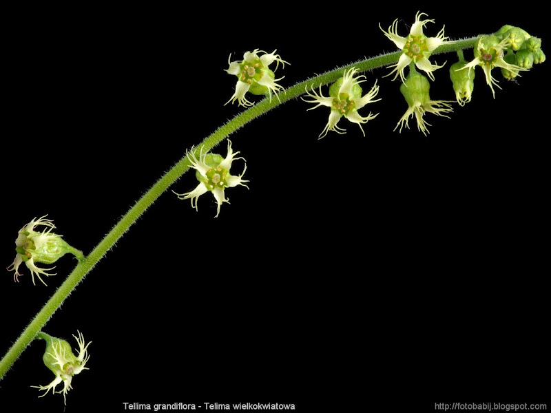 Tellima grandiflora inflorescsnce - Telima wielkokwiatowa kwiatostan