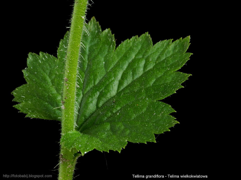 Tellima grandiflora leaf - Telima wielkokwiatowa liść