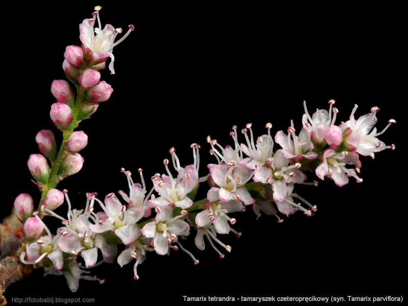 Tamarix tetrandra (syn. Tamarix parviflora) inflorescence - Tamaryszek czeteropręcikowy kwiatostan