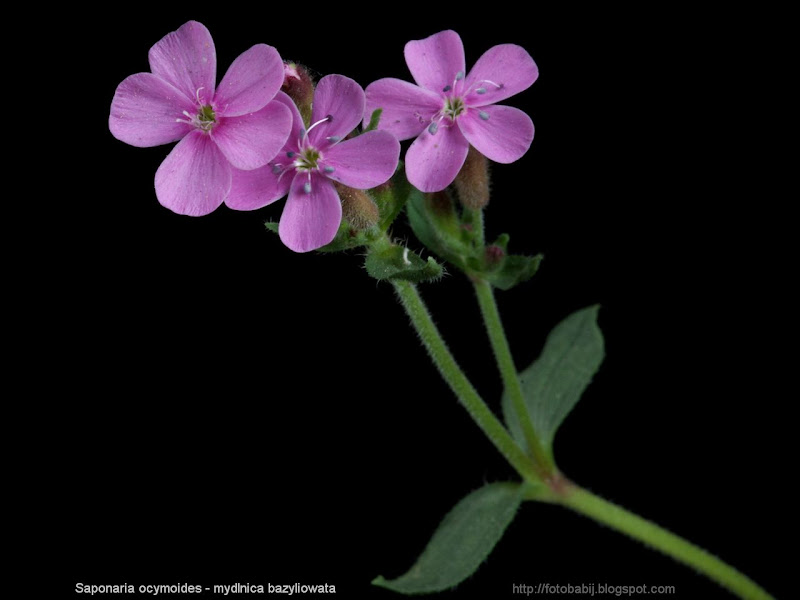 Saponaria ocymoides flowers - Mydlnica bazyliowata kwiaty