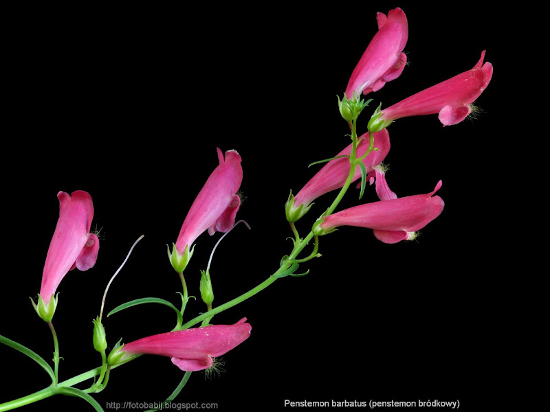 Penstemon barbatus flower - Penstemon bródkowy kwiatostan 