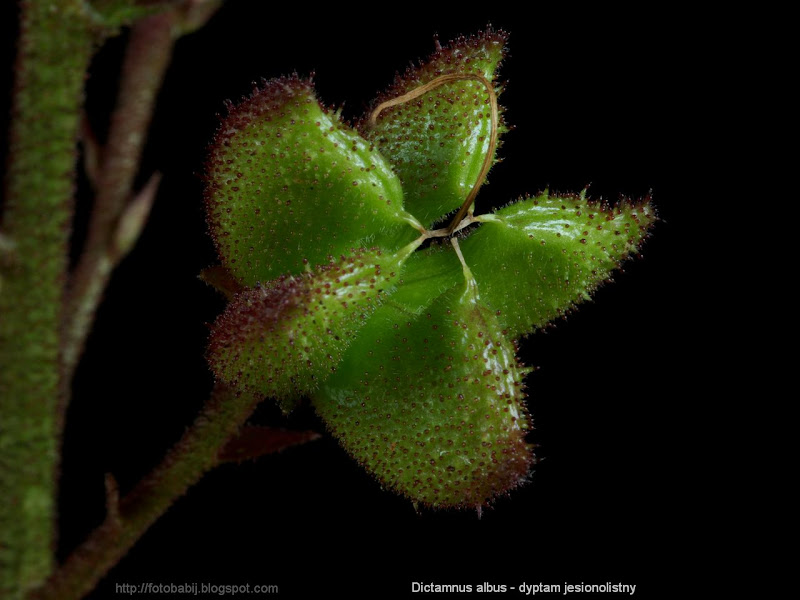  Dictamnus fraxinella fruit - Dyptam jesionolistny owoc 