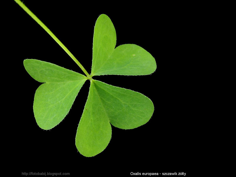 Oxalis europaea hleaf - Szczawik żółty liść 