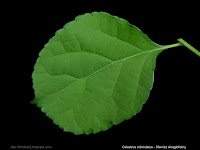 Celastrus orbiculatus leaf - Dławisz okrągłolistny liść z wierzchu