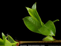 Salix pentandra - Wierzba pięciopręcikowa, wierzba laurowa