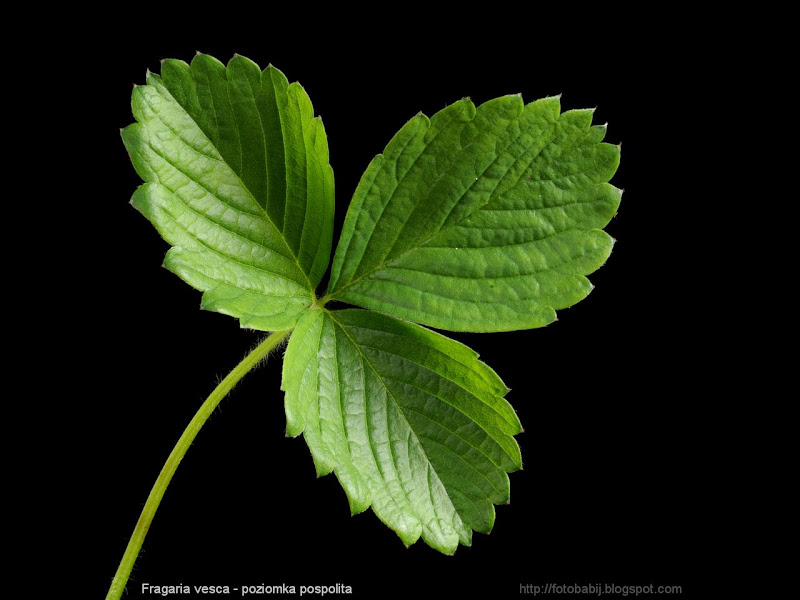 Fragaria vesca leaf - Poziomka pospolita liść