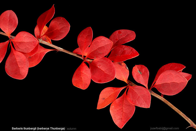 Berberis thunbergii autumn leafs  - Berberys Thunberga liście jesienią