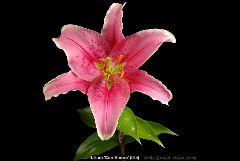 Lilium 'Con Amore' - Lilia