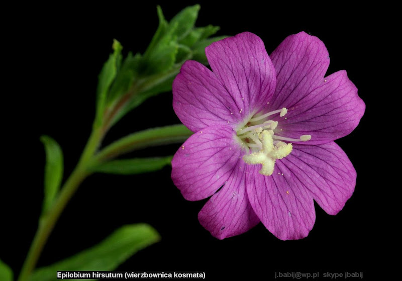 Epilobium hirsutum flower - Wierzbownica kosmata kwiat 