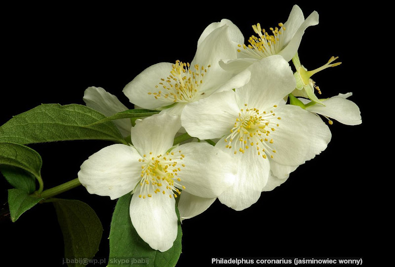 Philadelphus coronarius flowers - Jaśminowiec wonny kwiaty