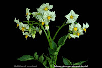 Solanum tuberosum - Psianka ziemniak, kartofel kwiatostan