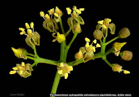 Parthenocissus quinquefolia inflorescence - winobluszcz pięciolistkowy kwiatostan