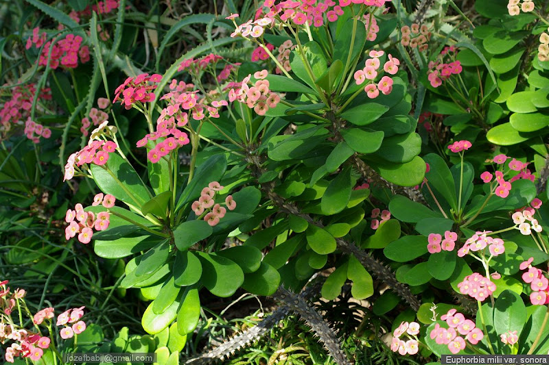 Euphorbia milii var. sonora habit - Wilczomlecz lśniący pokrój