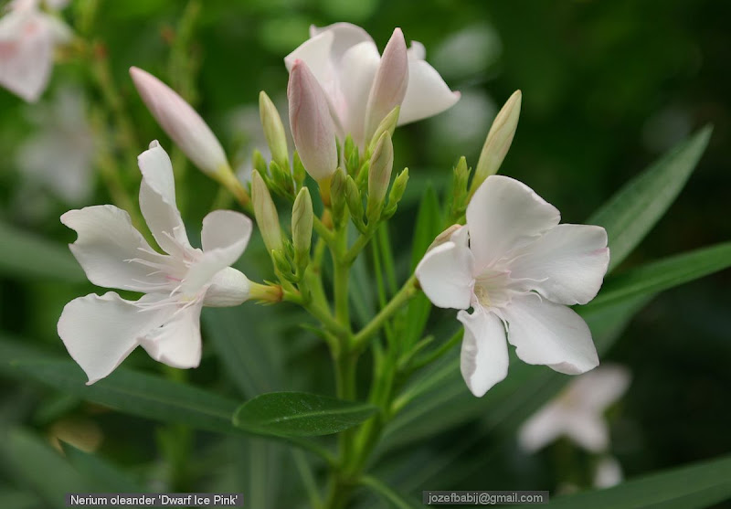 Nerium oleander 'Dwarf Pink Ice' flowers - Oleander pospolity 'Dwarf Pink Ice'  kwiaty