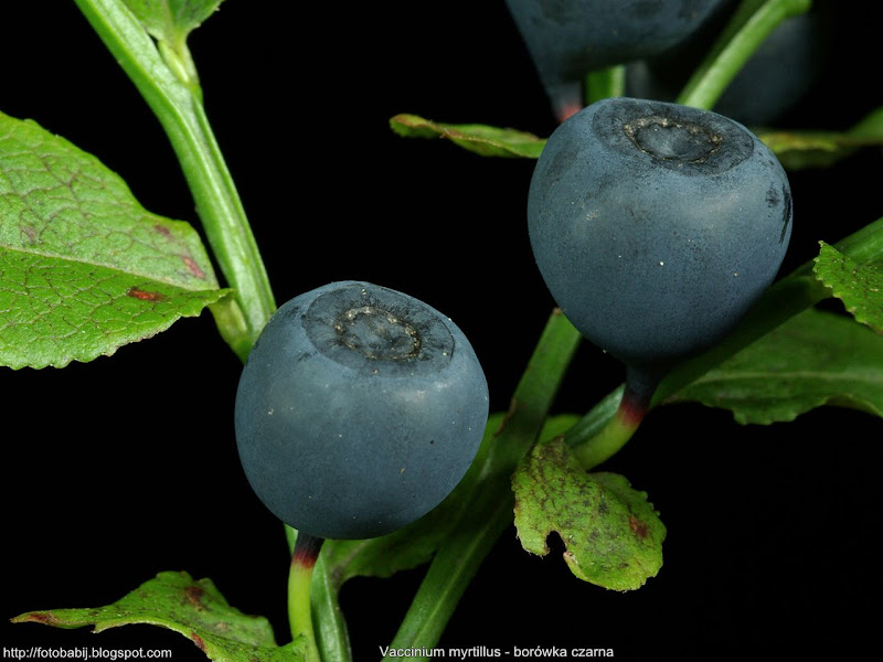 Vaccinium myrtillus fruit - Borówka czarna owoce