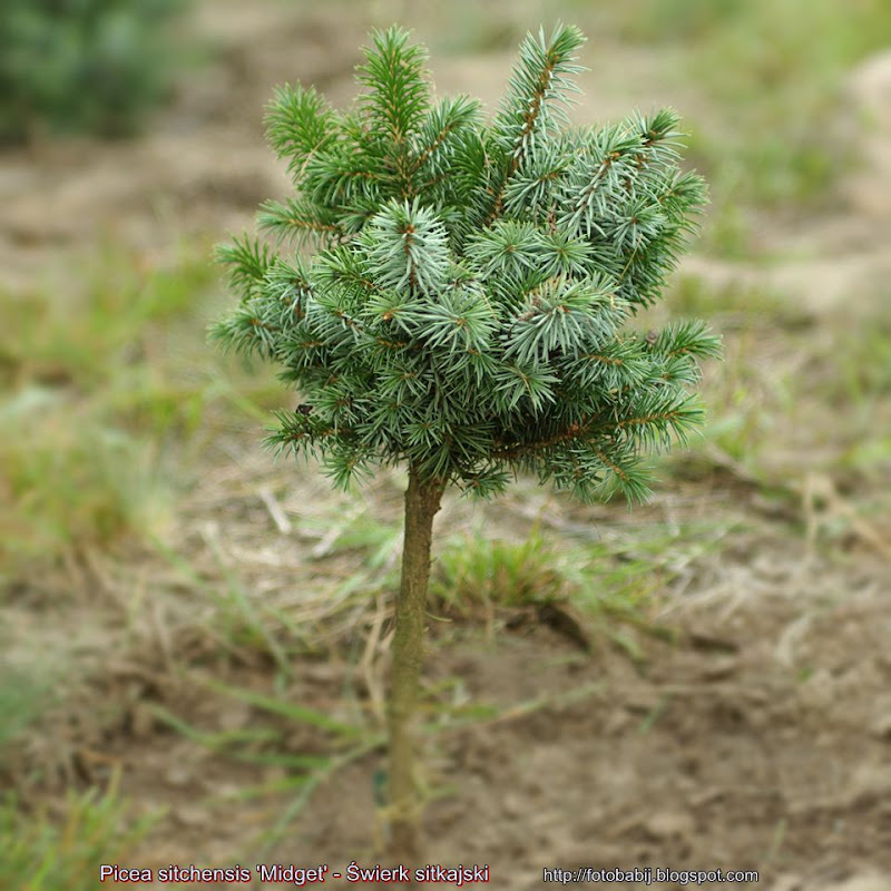 Picea sitchensis 'Midget' - Świerk sitkajski 'Midget' 