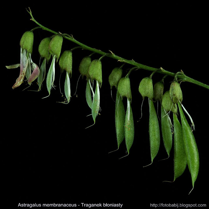 Astragalus membranaceus fruits - Traganek błoniasty owoce