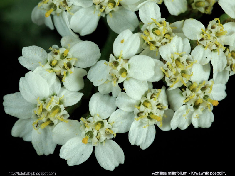 Achillea millefolium flowers - Krwawnik pospolity kwiaty