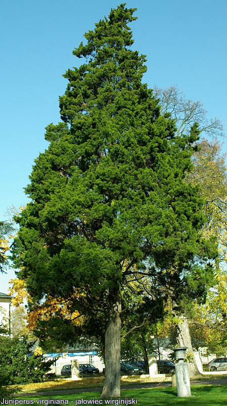 Juniperus virginiana - Jałowiec wirginijski pokrój