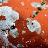 Red Crustose Lichens