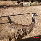 Emu