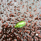 Green Flower Beetle