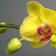Yellow Moth Orchid