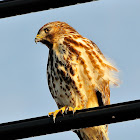 Red-shouldered Hawk - Immature