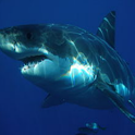 Sharks logo